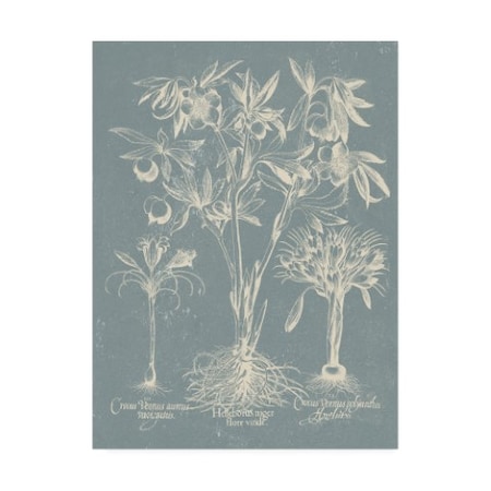 Vision Studio 'Delicate Besler Botanical II' Canvas Art,14x19